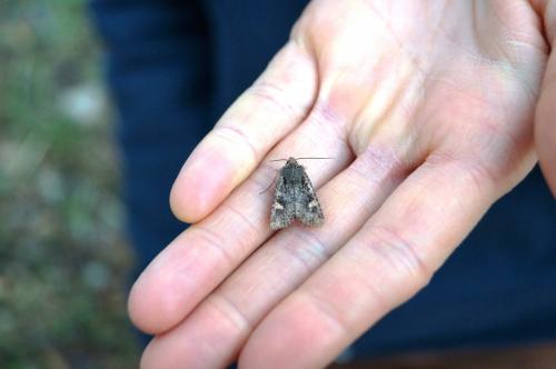Dryobota labecula